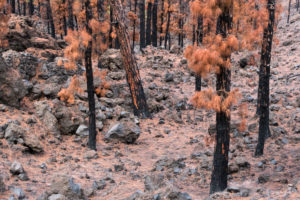 Burned Canary pine trees, La Palma Island, Canary Islands, Spain Burned Canary pine trees, La Palma Island, Canary Islands, Spain